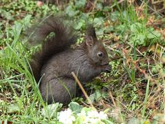 Eichhörnchen (Sciurus vulgaris) werden im BOGA oft beobachtet