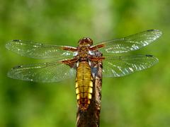 Plattbauchlibelle (Libellula depressa)