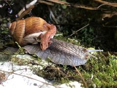 Tierische Freunde: Schnecke und Molch