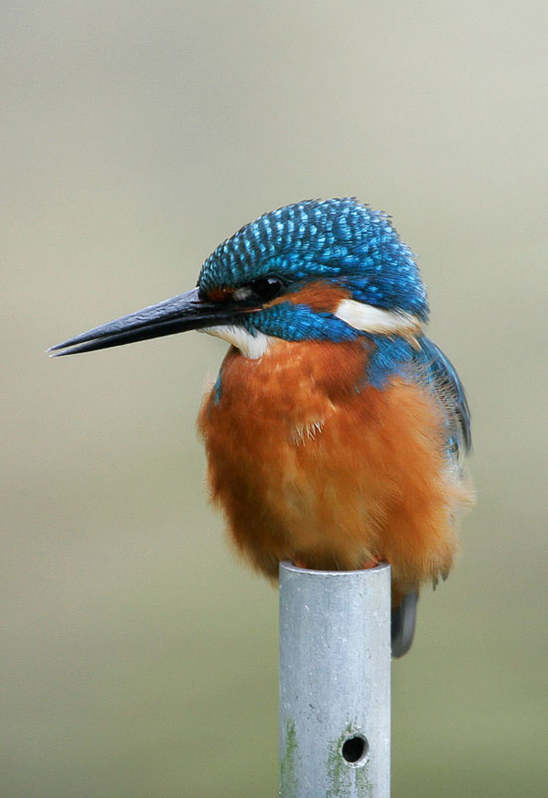 Eisvogel (Alcedo atthis)