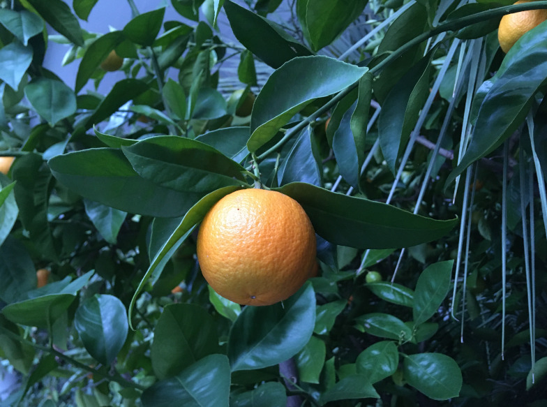 Orangenbaum in der Orangerie