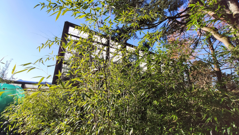 Der Schwarzen Bambus ist direkt am Zaun auf Höhe Palmenhaus zu bewundern.
