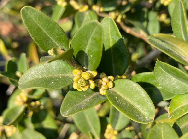 Blütenknospen des Buchs (Buxus sempervierens)