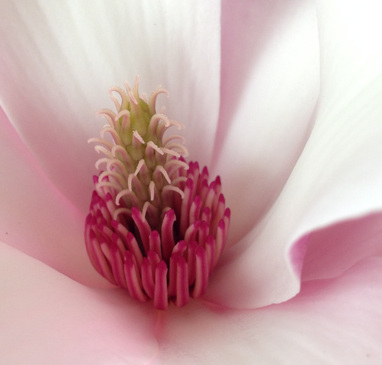 Blüteninneres der Tulpen-Magnolie (Magnolia x soulangeana ‘Alexandrina’)