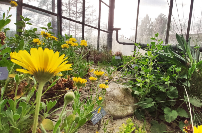 Blick ins Mittelmeerhaus mit Strand-Ringelblume