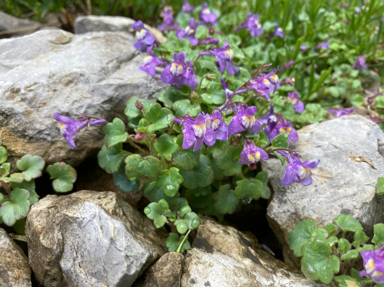 Blasses Zimbelkraut (Cymbalaria pallida (Ten.) Wettst.)