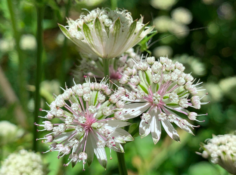 Grosse Sternendolde (Astrantia major L.)