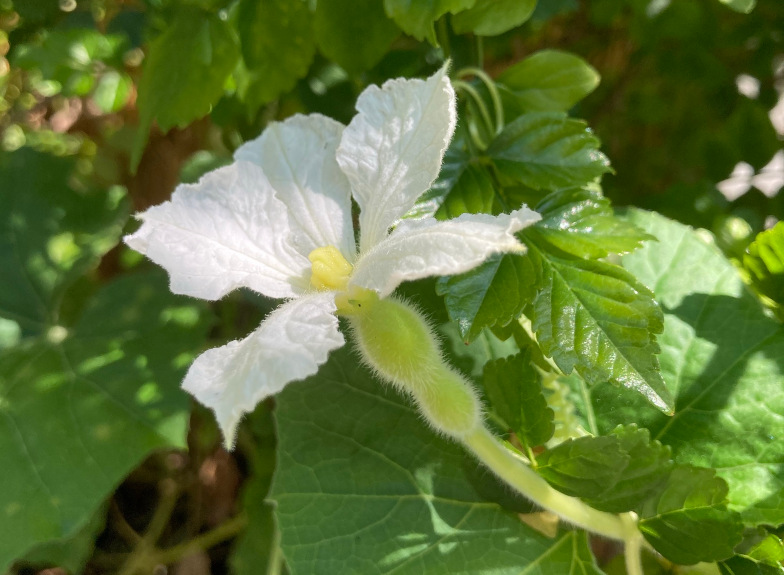 Weibliche Blüte der Lagenaria siceraria (MOLINA) STANDL - Flaschenkürbis