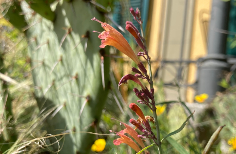 Agastache rupestris  - Duftnessel-Art aus den Bergen Arizonas und New Mexikos