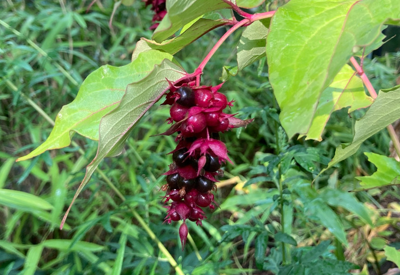 Fruchtstand der Schönen Leycesteria (Leycesteria fromosa WALL.).