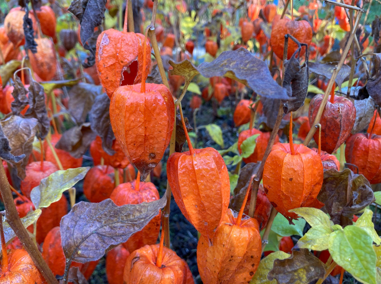Auffällig orange, aber ungeniessbare Früchte der Lampionblume (Alkekengi officinarum MOENCH). Foto: Deborah Schäfer