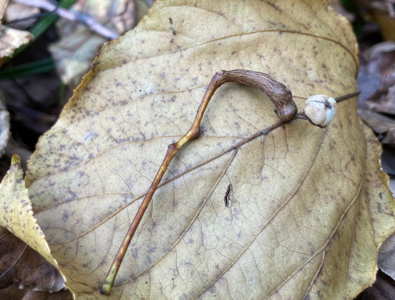 Verdickter Fruchtstiel des Japanischen Rosinenbaumes (Hovenia dulcis THUNB.)