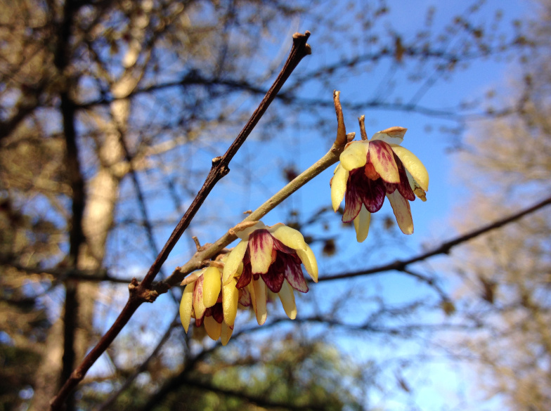 Winterblüte (Chimonanthus praecox (L.) LINK)