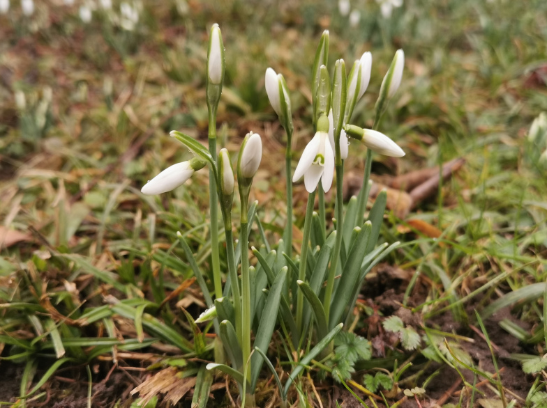 Galanthus nivalis (Kleines Schneeglöckchen)