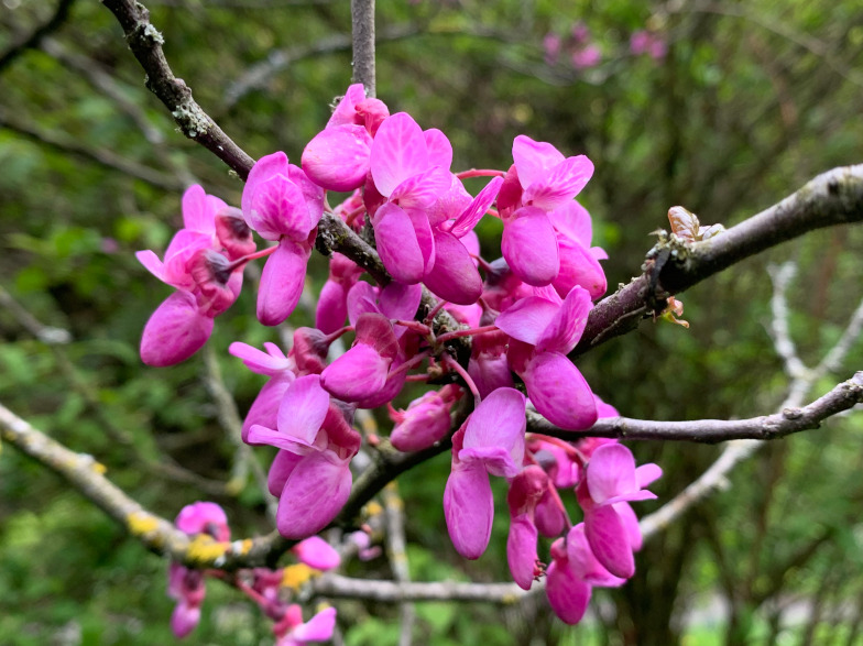 Pinke Blüten am mehrjährigen Holz vom Gewöhnliche Judasbaum (Cercis siliquastrum L.) Foto: Katja Rembold
