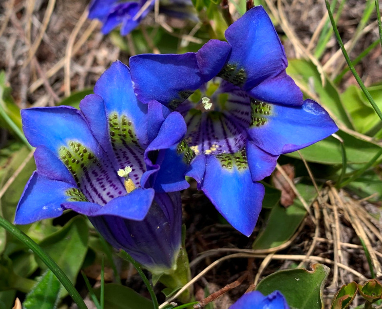 Silikat-Glocken-Enzian (Gentiana acaulis L.) mit olivgrünen Flecken in der Blütenglocke.