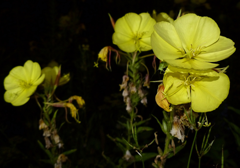 Blüte der Zweijährigen Nachtkerze (Oenothera biennis)