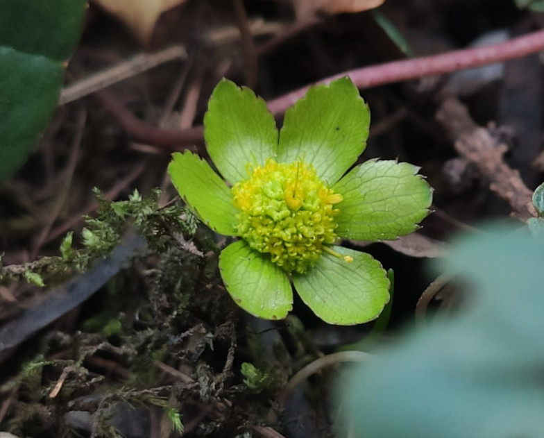 Blüte der Schaftdolde (Hacquetia epipactis (SCOP.) DC)