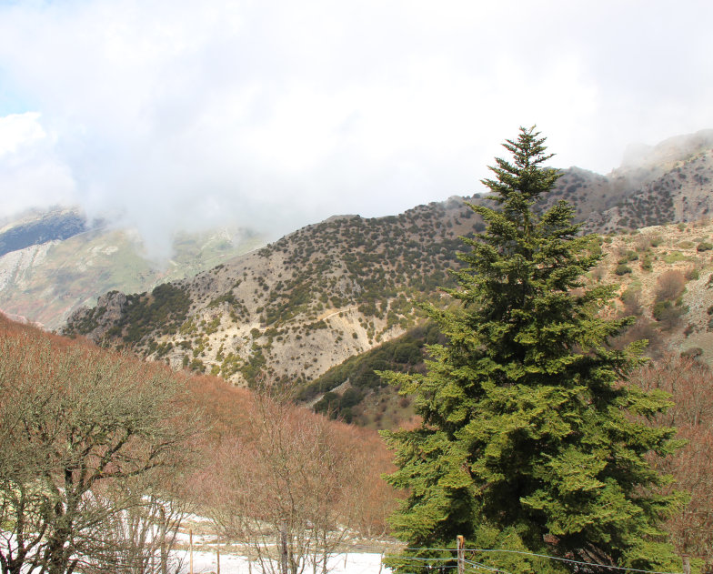 Nebrodi-Tanne (Abies nebrodensis (LOJAC.) MATTEI)