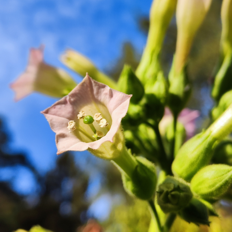 Tabakpflanze (Nicotiana tabacum)