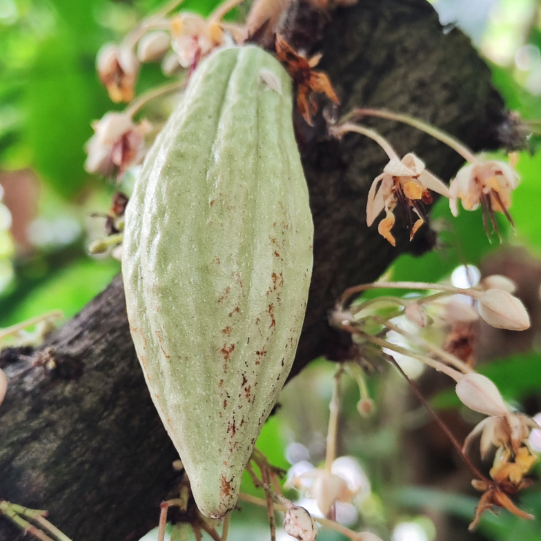 Kakao (𝘛𝘩𝘦𝘰𝘣𝘳𝘰𝘮𝘢 𝘤𝘢𝘤𝘢𝘰)