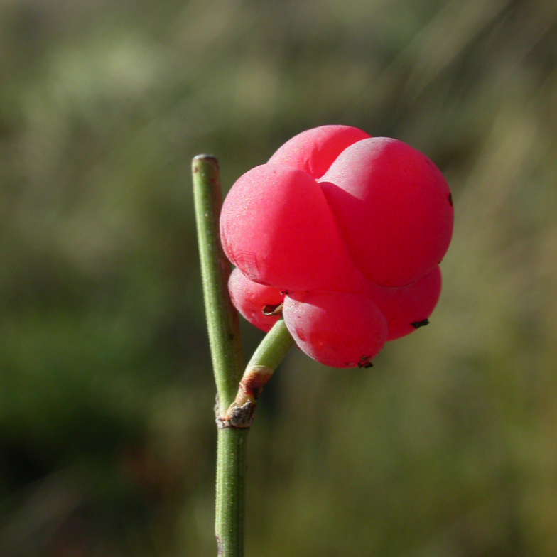 Meerträubchen (𝘌𝘱𝘩𝘦𝘥𝘳𝘢 sp.)