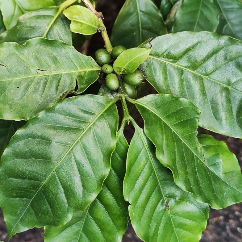 Kaffeepflanze (Coffea arabica)