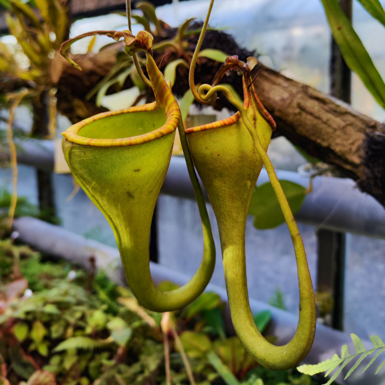 Sulawesi-Kannenpflanze (<i>Nepenthes eymae</i>)