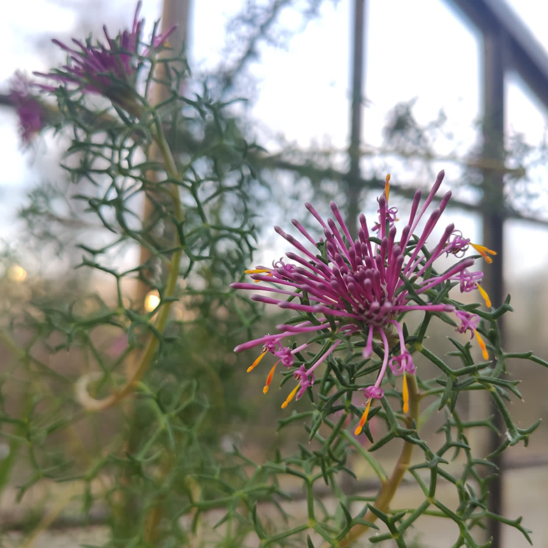 Rosa Paukenschlegel (<i>Isopogon formosus</i>)