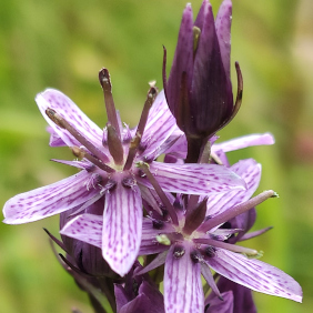 Moorenzian (<i>Swertia perennis</i> L.)