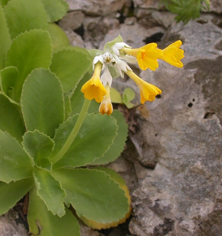 Primula palinuri (𝘗𝘳𝘪𝘮𝘶𝘭𝘢 𝘱𝘢𝘭𝘪𝘯𝘶𝘳𝘪  PETAGNA)