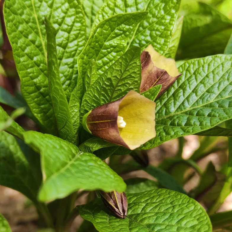 Krainer Tollkraut (<i>Scopolia carniolica</i> JACQ.)