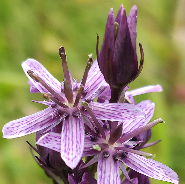 Moorenzian (<i>Swertia perennis</i> L.)