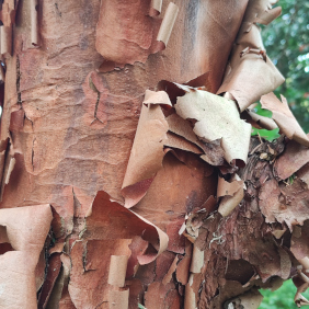 Zimt-Ahorn (𝘈𝘤𝘦𝘳 𝘨𝘳𝘪𝘴𝘦𝘶𝘮 (FRANCH.) PAX))