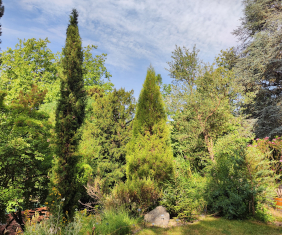 Spanischer Wacholder (<i>Juniperus thurifera</i> L.)