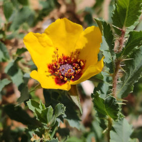 Persische Rose (<i>Rosa persica</i> MICHX, EX J.F.GMEL.)