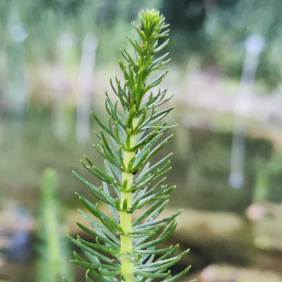 Tannenwedel (<i>Hippuris vulgaris</i> L.)