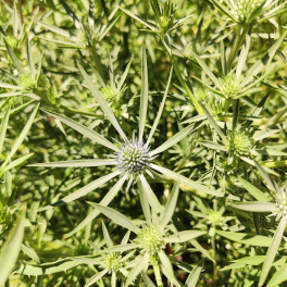 Amethyst-Mannstreu (<i>Eryngium amethystinum</i> L.)