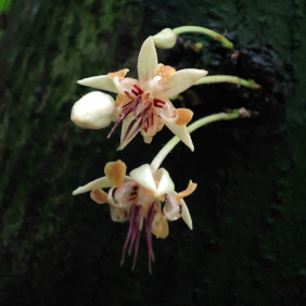 Kakaobaum (<i>Theobroma cacao</i> L.)