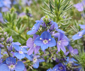 Armenischer Ehrenpreis (<i>Veronica armena</i> BOISS. ﹠ A.HUET)