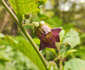 Tollkirsche (<i>Atropa belladonna</i> L.)