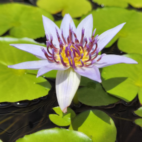 Bunte Seerose (<i>Nymphaea nouchali var. zanzibariensis</i> (CASP.) VERDC.)