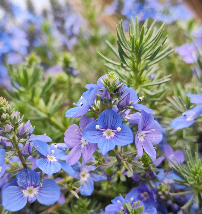 Armenischer Ehrenpreis (Veronica armena BOISS. ﹠ A.HUET)