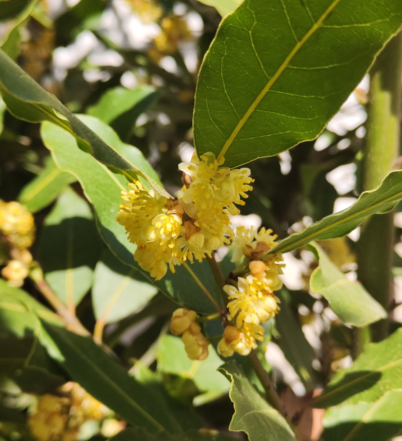 Edel-Lorbeer (Laurus nobilis L.)