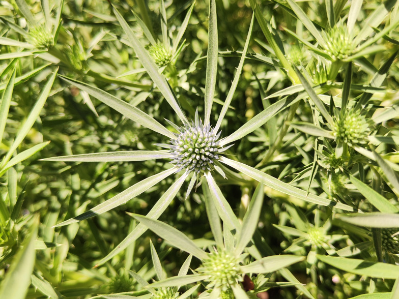 Amethyst-Mannstreu (<i>Eryngium amethystinum</i> L.)