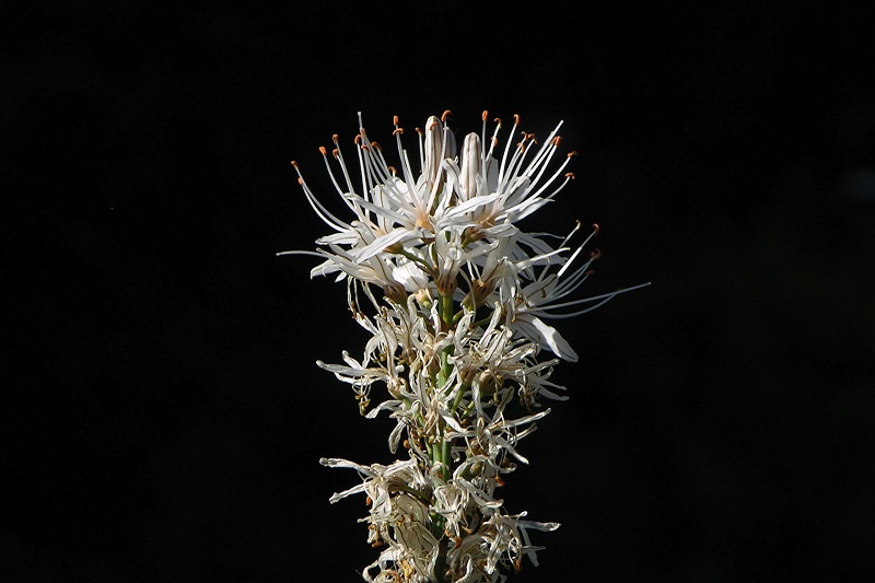 Foto: Weisser Affodill (Asphodelus albus Mill.)