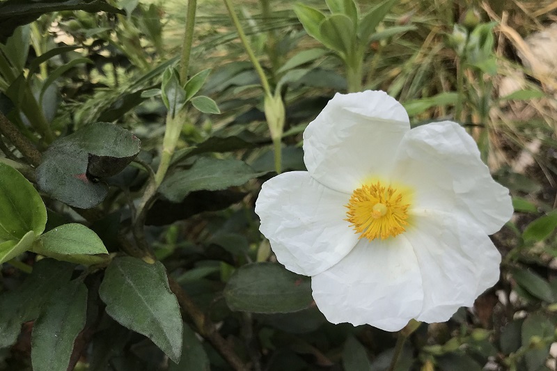 Lorbeerblättrige Zistrose (Cistus laurifolius L.)