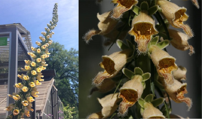 Gelber Herold (Digitalis ferruginea L.)