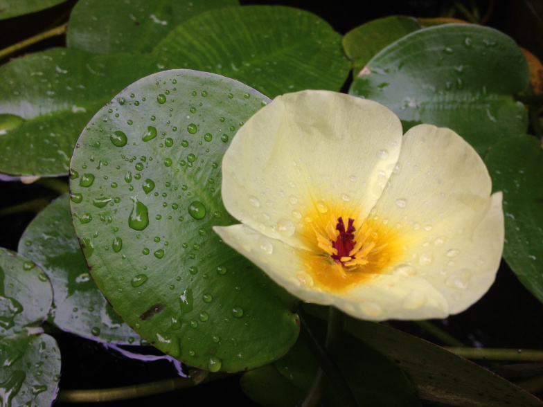 Foto: Wassermohn