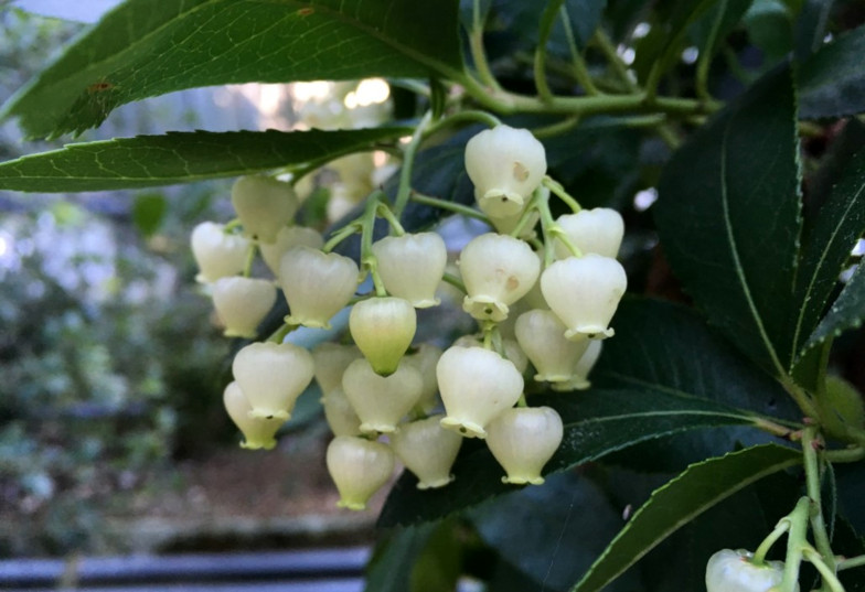 Foto: Westlicher Erdbeerbaum